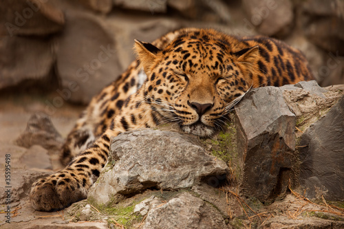 Fotoboard na płycie Panthera pardus leopard
