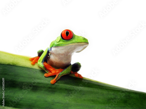 Plakat na papierze fotorealistycznym Rotaugenlaubfrosch 89, agalychnis callidryas
