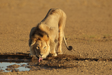 Wall Mural - african lion drinking