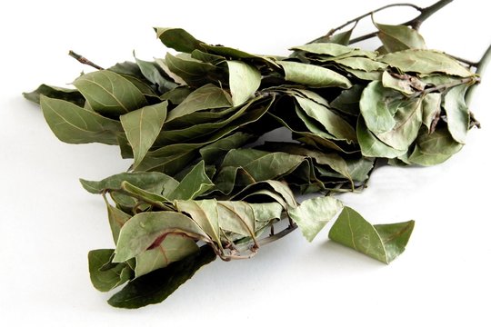 fresh laurel leaves as fragrant spice for cooking