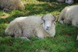 Owca leżąca na trawie
