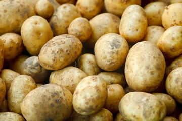 A lot of fresh digged and washed potatoes