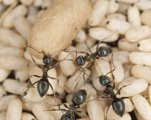 Poster - Black ants resue of eggs, macro photo