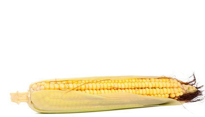 Sticker - ear of corn