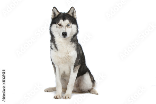 Fotografía siberian husky assis de face sur fond blanc