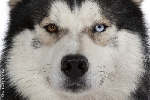 Board z aluminiowym obramowaniem Oczy minnow siberian husky
