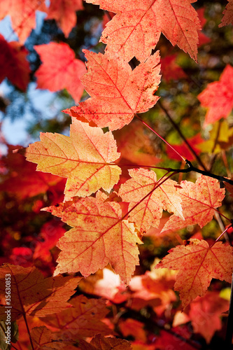 Naklejka samoprzylepna Autumm odchodzi