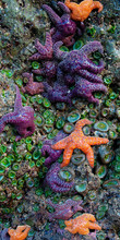Starfish And Sea Anemone