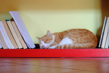 Orange Cat Sleeping Over A Red Bookcase