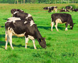 © alma_sacra - Grazing Cows Producing Milk