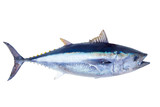Fototapeta Miasta - Bluefin tuna Thunnus thynnus saltwater fish