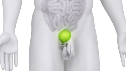 Poster - Bladder and urogenital organs anatomy in loop