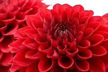 Red Chrysanthemum Flower Head