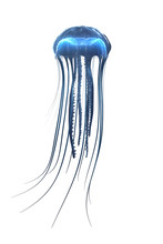 Deep Sea Jellyfish Isolated On White