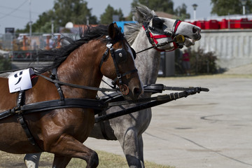 Horses