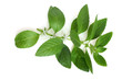 © Popova Olga - Fresh mint leaves