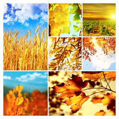 Wall Mural - Autumn nature collage