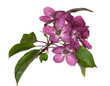 isolated apple tree pink flower branch