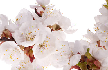 Wall Mural - lot of cherry flowers close-up