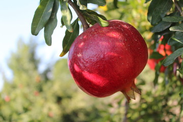 Beautiful red pomegranate on the tree, in a field