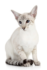 Sticker - Siamese Blue Point cat