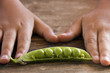 Girl's hands and shelled peas