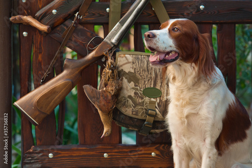 Naklejka dekoracyjna Gun dog near to shot-gun and trophy, outdoors