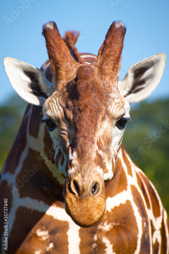 Obraz na płótnie canvas czteroczęściowy "tetraptyk" Giraffenkopf_03