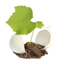 Young Green Plant In An Eggshell