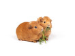 Two guinea pigs eat dill