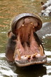 Hippopotame qui bâille