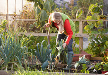 Woman Working On Allotment
