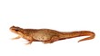 Common Salamander, or newt, on white background