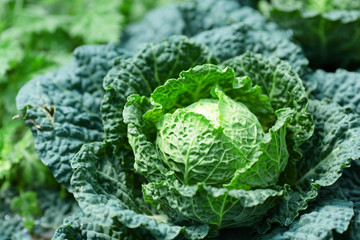 Wall Mural - vegetable in field