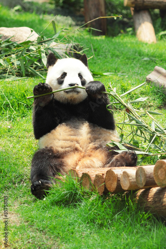 Obraz na płótnie canvas czteroczęściowy "tetraptyk" Panda