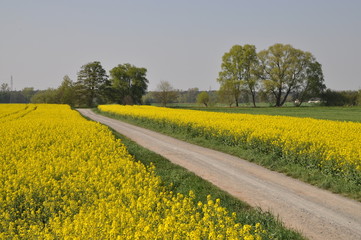 Canvas Print - Feldweg zwischen Rapsfeldern