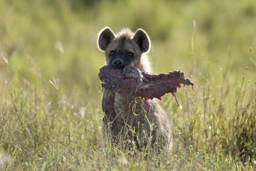 Wall Mural - Hyena in Serengeti National Park, Tanzania, Africa