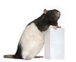 Fancy Rat, 1 year old, standing against box