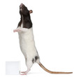 Fancy Rat, 1 year old, standing in front of white background
