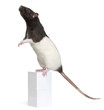 Fancy Rat, 1 year old, standing on box