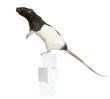Fancy Rat, 1 year old, standing on boxes
