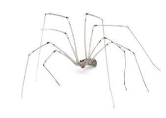 Wall Mural - Spider, Holocnemus pluchei, in front of white background