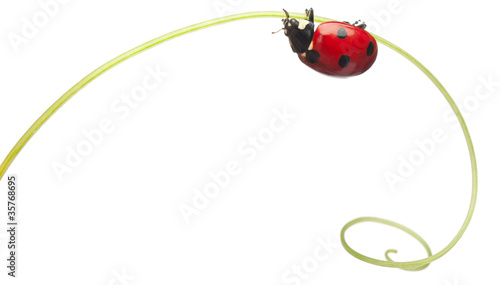 Seven-spot ladybird or seven-spot ladybug on Larger Bindweed Tableau sur Toile