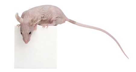 Wall Mural - Hairless House mouse, Mus musculus, 3 months old, on box