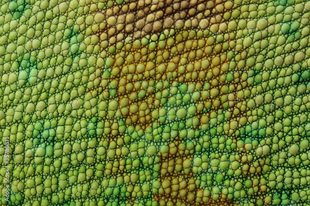 Lizard skin Stock Photo | Adobe Stock