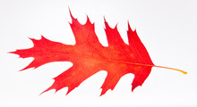 Red Oak Leaf Autumn