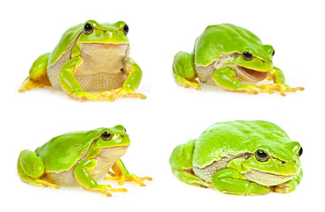 Wall Mural - tree frog isolated - collection