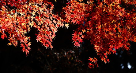 beautiful maple leaves