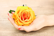 Beautiful Woman's Hands And An Orange Rose