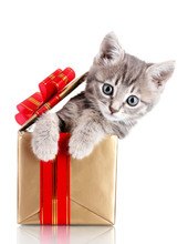 Funny Kitten In Golden Gift Box Isolated On White